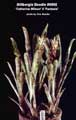 Billbergia Beadle #0995
