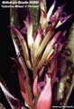 Billbergia Beadle #0995