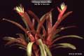 Billbergia Beadle #0998