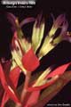 Billbergia Beadle #0998