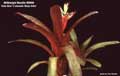 Billbergia Beadle #0998