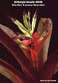 Billbergia Beadle #0998