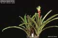Billbergia Beadle #1004