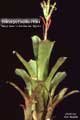 Billbergia Beadle #1004