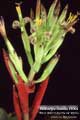 Billbergia Beadle #1004