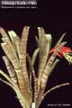 Billbergia Beadle #1008