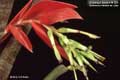 Billbergia Beadle #1008