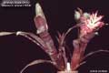 Billbergia Beadle #1012