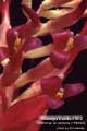 Billbergia Beadle #1012