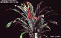 Billbergia Beadle #1018