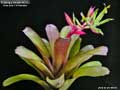 Billbergia Beadle #1024