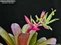 Billbergia Beadle #1024