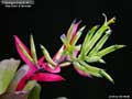 Billbergia Beadle #1024