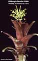 Billbergia Beadle #1084