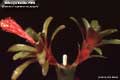 Billbergia Beadle #1090