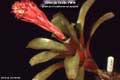 Billbergia Beadle #1090