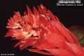 Billbergia Beadle #1090