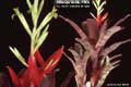 Billbergia Beadle #1095
