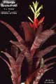 Billbergia Beadle #1095