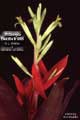 Billbergia Beadle #1095