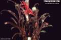 Billbergia Beadle #1100