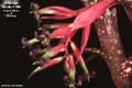 Billbergia Beadle #1100