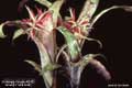 Billbergia Beadle #1110