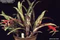 Billbergia Beadle #1110
