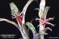 Billbergia Beadle #1110
