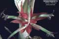 Billbergia Beadle #1110