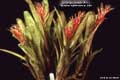 Billbergia Beadle #1111