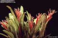 Billbergia Beadle #1111