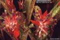 Billbergia Beadle #1111