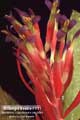 Billbergia Beadle #1111