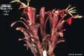 Billbergia Beadle #1117