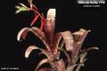 Billbergia Beadle #1117