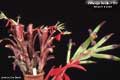 Billbergia Beadle #1117