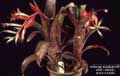 Billbergia Beadle #1118