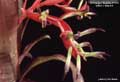 Billbergia Beadle #1118