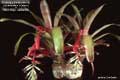 Billbergia Beadle #1130