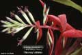 Billbergia Beadle #1130