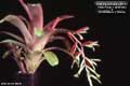 Billbergia Beadle #1132