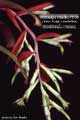 Billbergia Beadle #1132