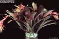 Billbergia Beadle #1136