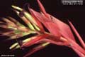 Billbergia Beadle #1136