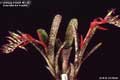 Billbergia Beadle #1139