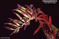 Billbergia Beadle #1139