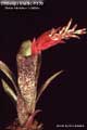 Billbergia Beadle #1139