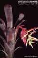 Billbergia Beadle #1141