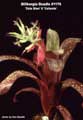 Billbergia Beadle #1170